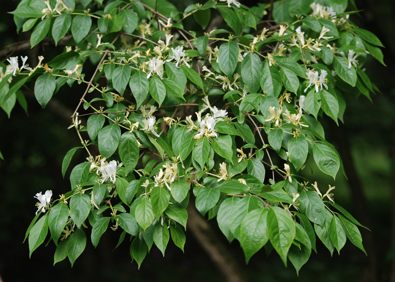 Изображение особи Lonicera maackii.