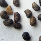 Image of taxon representative. Author is Сергей Наумов
