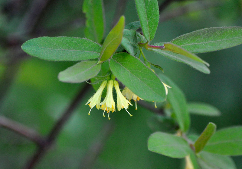 Image of Lonicera caerulea specimen.