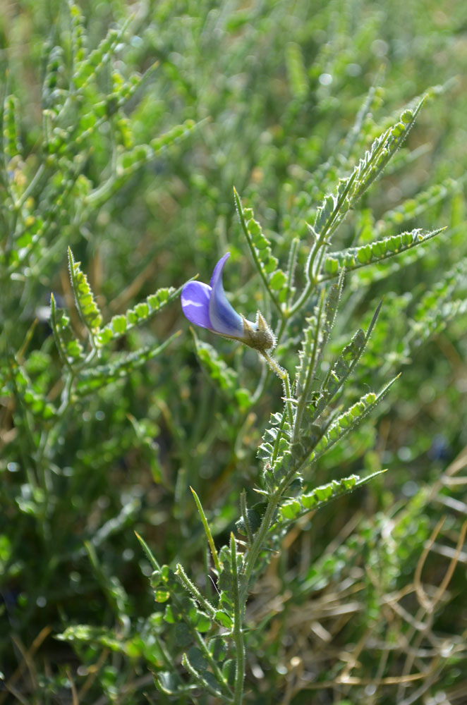 Image of Cicer acanthophyllum specimen.