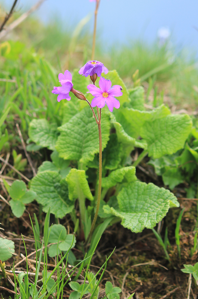 Image of Primula amoena specimen.