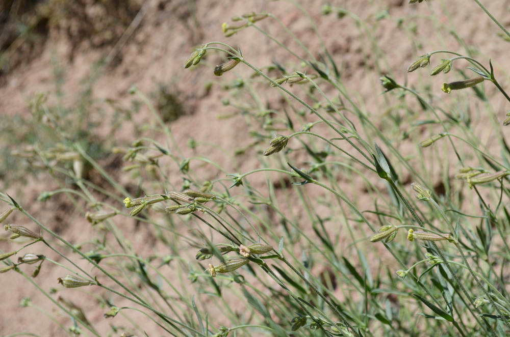 Image of Silene brahuica specimen.