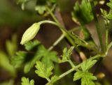 Clematis latisecta