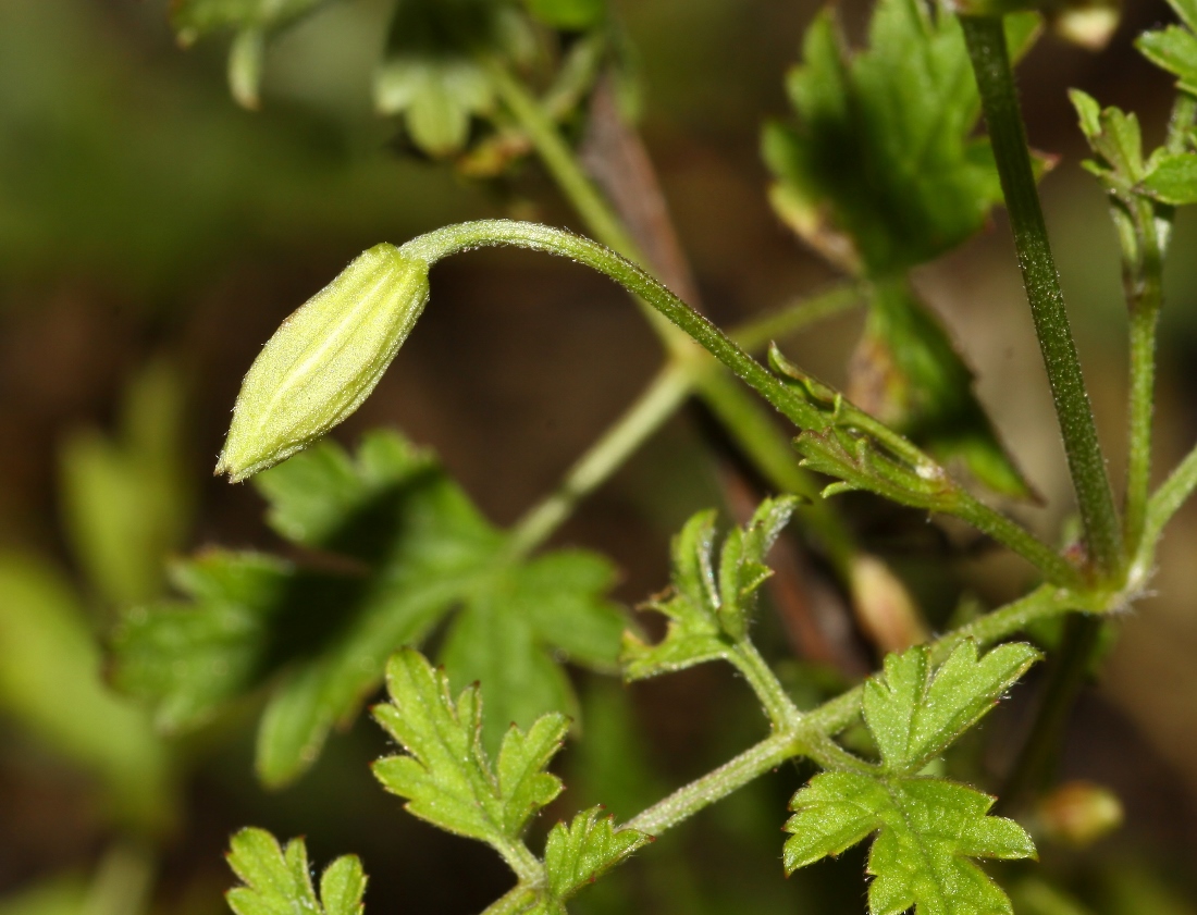 Изображение особи Clematis latisecta.