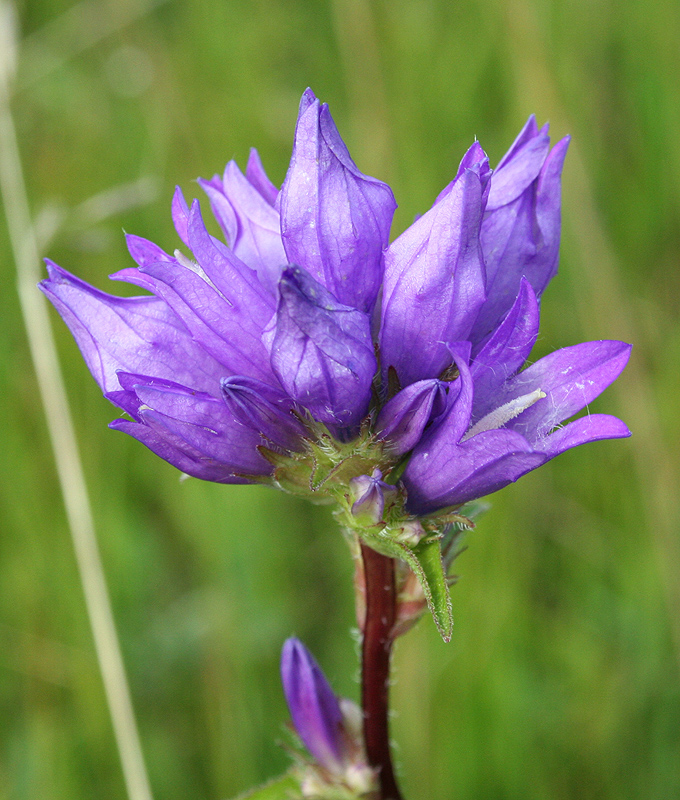 Изображение особи Campanula glomerata.