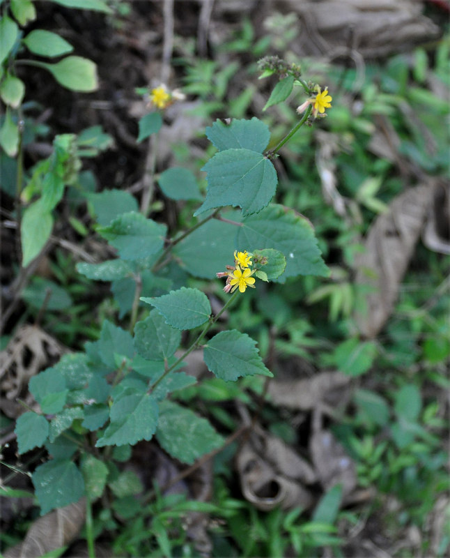 Image of Triumfetta rhomboidea specimen.