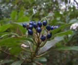Viburnum tinus