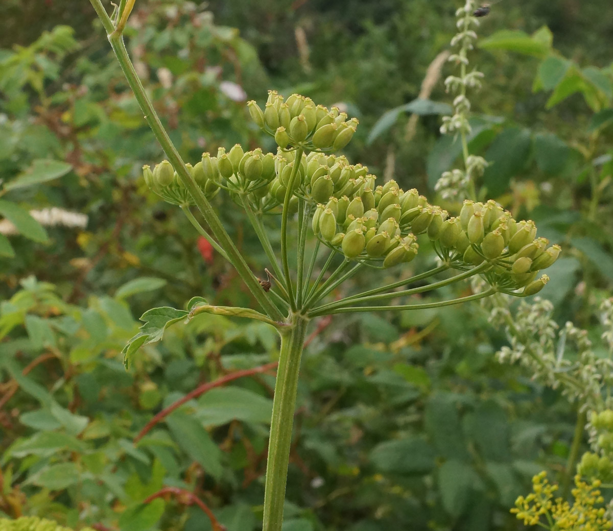 Изображение особи Pastinaca sylvestris.