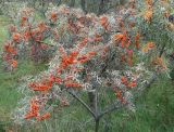 Hippophae rhamnoides