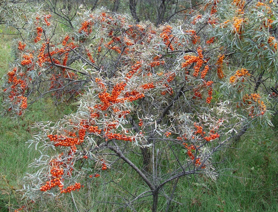 Изображение особи Hippophae rhamnoides.