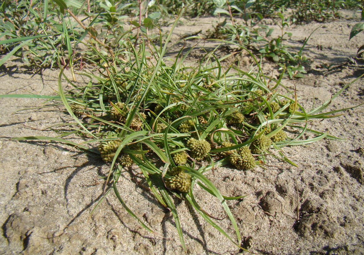 Image of Cyperus michelianus specimen.