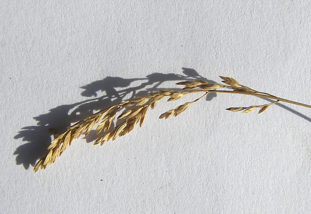 Image of Poa compressa specimen.