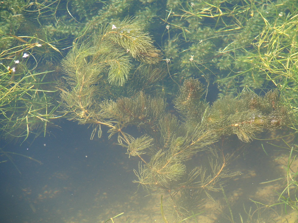 Изображение особи Ceratophyllum demersum.