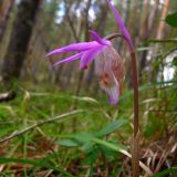 Calypso bulbosa. Верхушка цветущего растения. Свердловская обл., окр. г. Североуральск, таёжный лес. 21.05.2007.