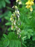 Astragalus saralensis. Верхушка побега с развивающимся соплодием. Бурятия, Окинский р-н, перевал Чойган-Дабан (выс. около 1900 м н.у.м.), кустарниковая тундра. 05.07.2015.