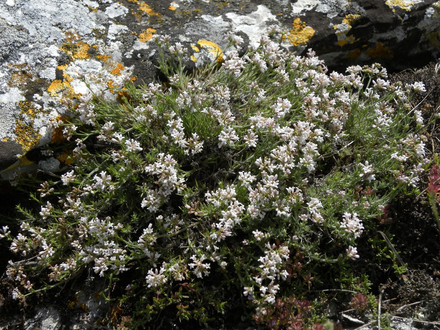 Изображение особи Asperula cimmerica.