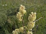 Atraphaxis pyrifolia. Ветвь с соцветиями. Южный Казахстан, предгорья хр. Боролдайтау. 03.05.2007.