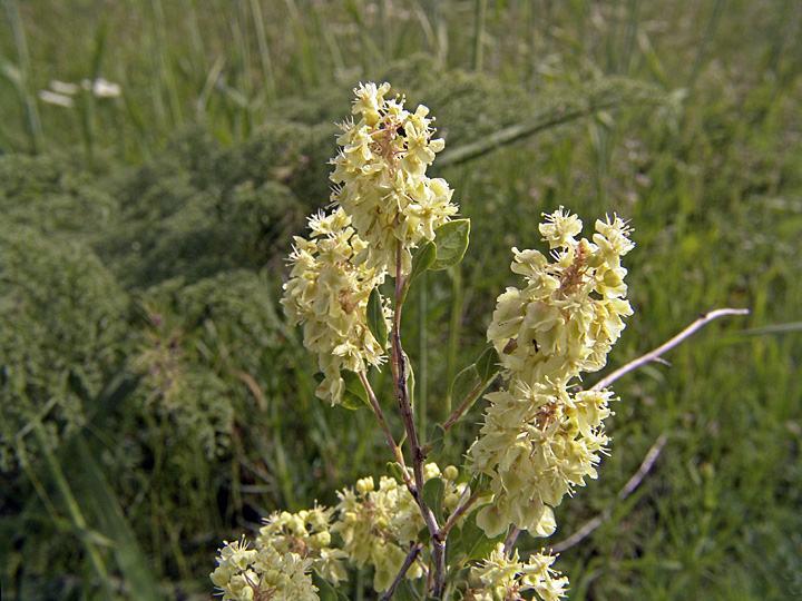 Изображение особи Atraphaxis pyrifolia.