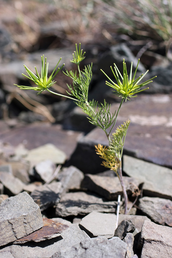 Изображение особи Scandix stellata.