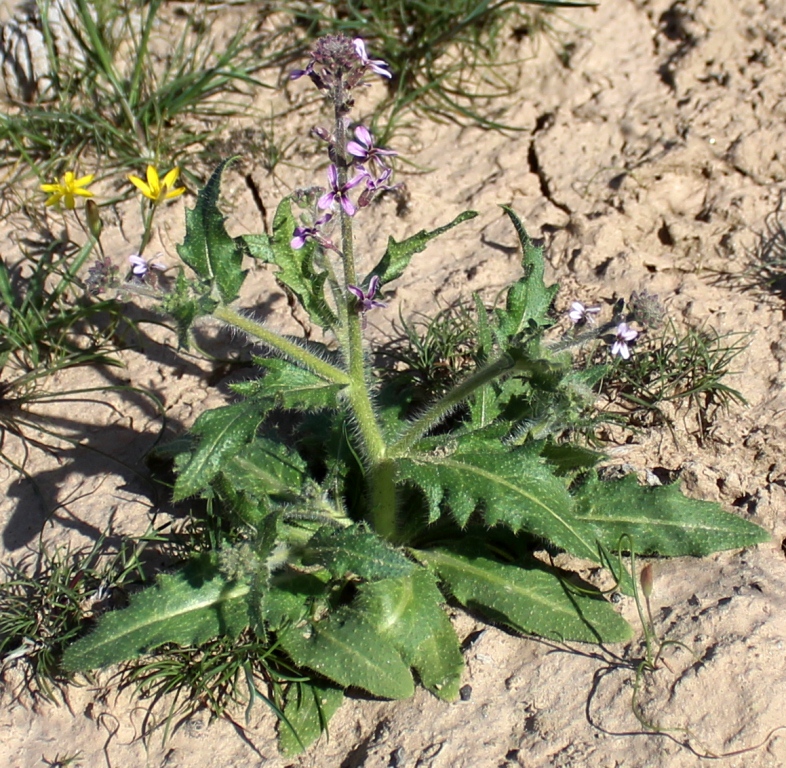 Image of Strigosella grandiflora specimen.