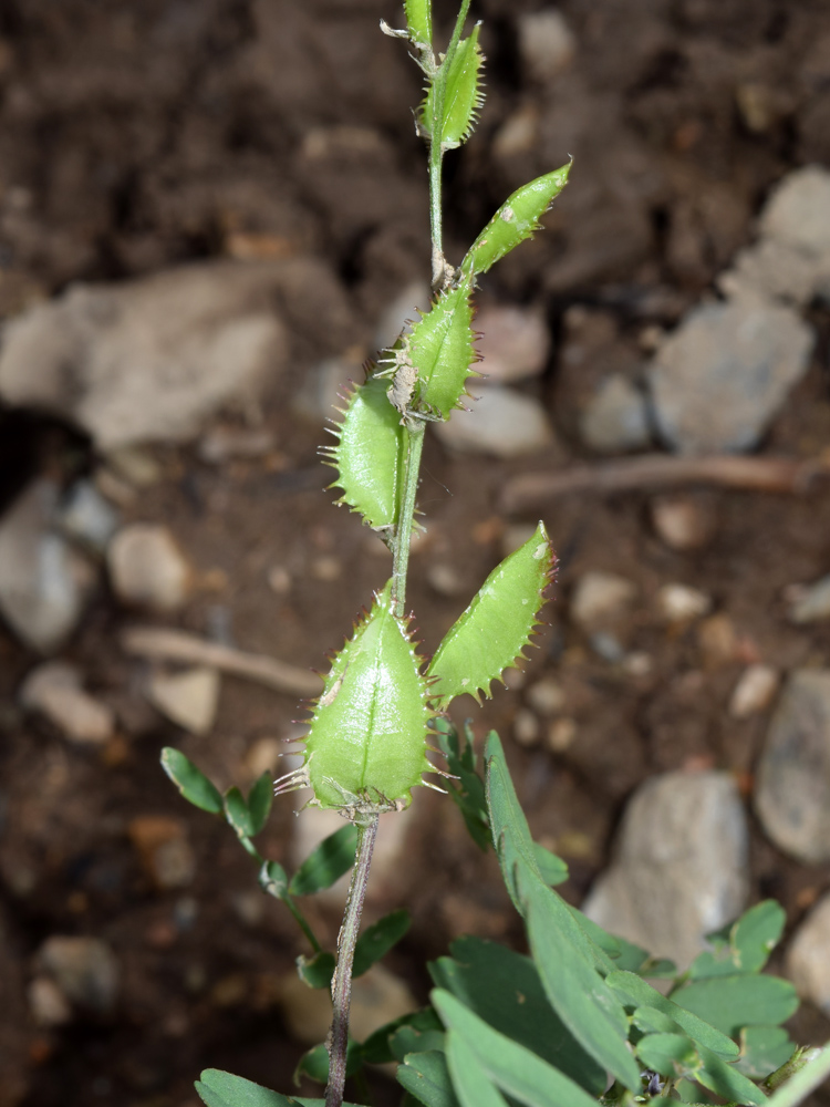 Image of Astragalus schmalhausenii specimen.