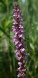 Gymnadenia conopsea