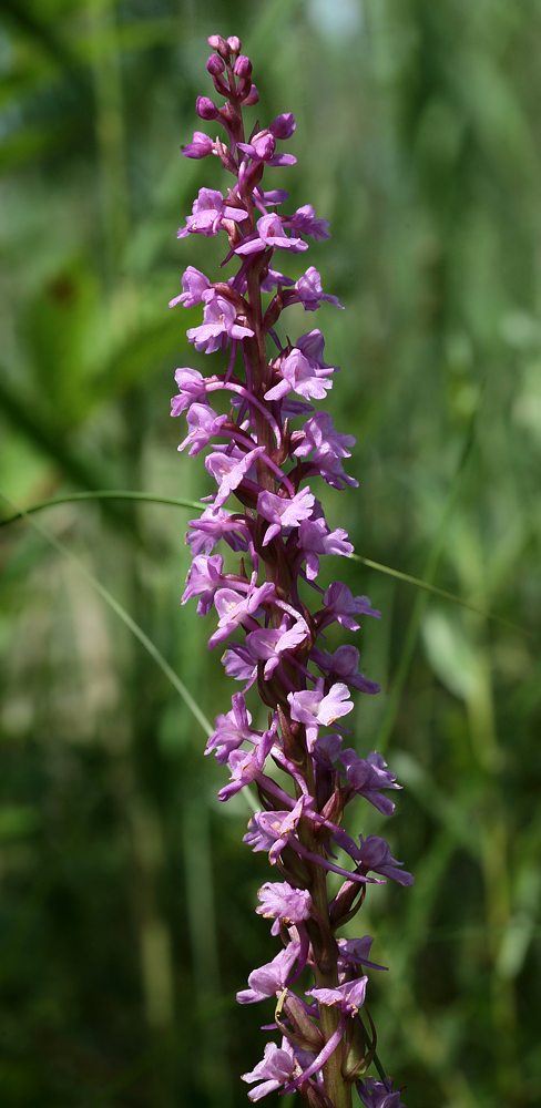 Изображение особи Gymnadenia conopsea.