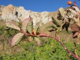 Rosa canina. Верхушка молодого побега с плодом. Адыгея, Кавказский биосферный заповедник, ур. Яворова Поляна, ≈ 1800 м н.у.м., субальпийский луг. 17.10.2015.