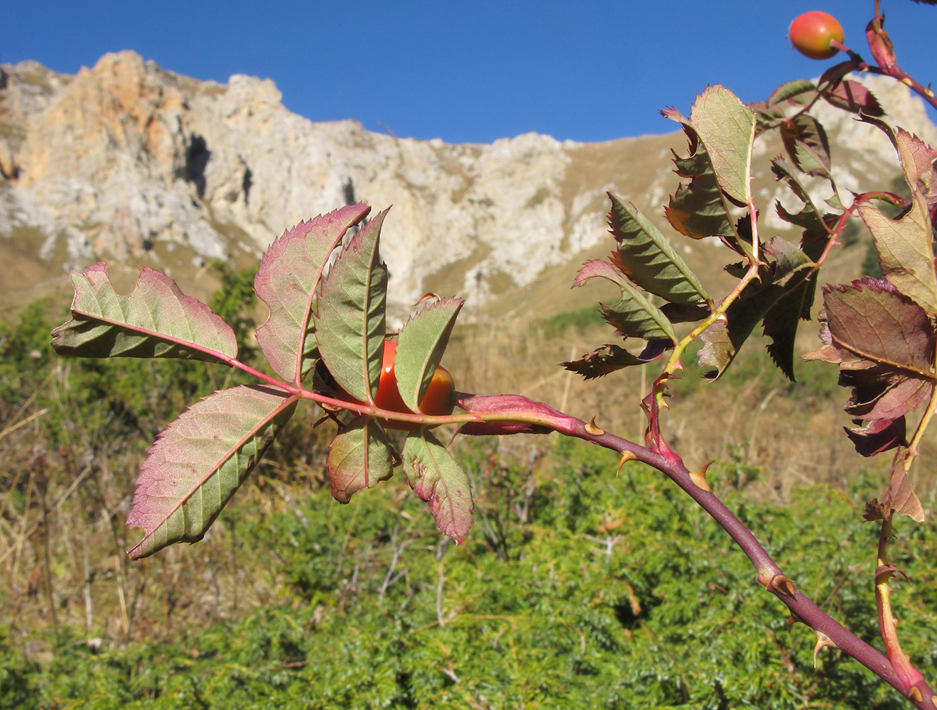 Изображение особи Rosa canina.