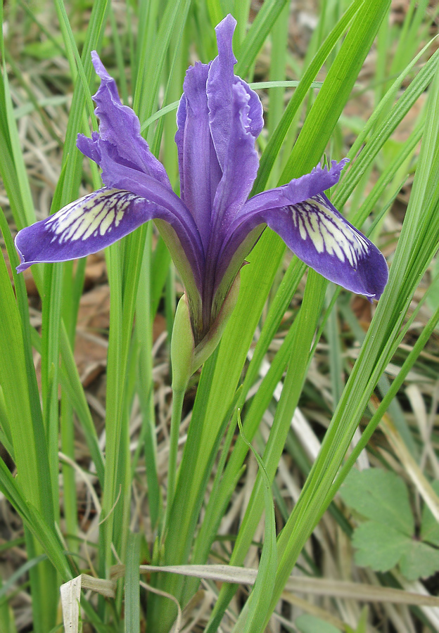 Изображение особи Iris uniflora.