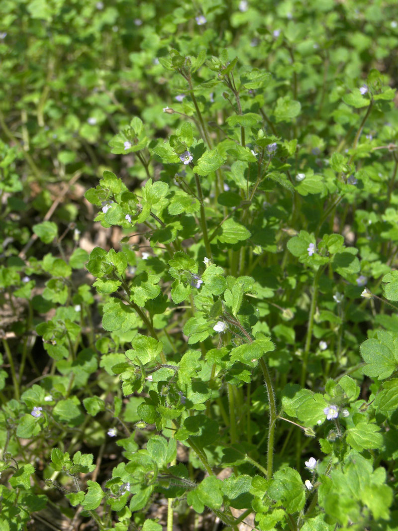 Изображение особи Veronica hederifolia.