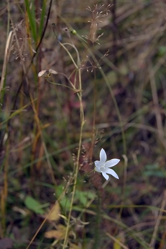 Image of Campanula patula specimen.