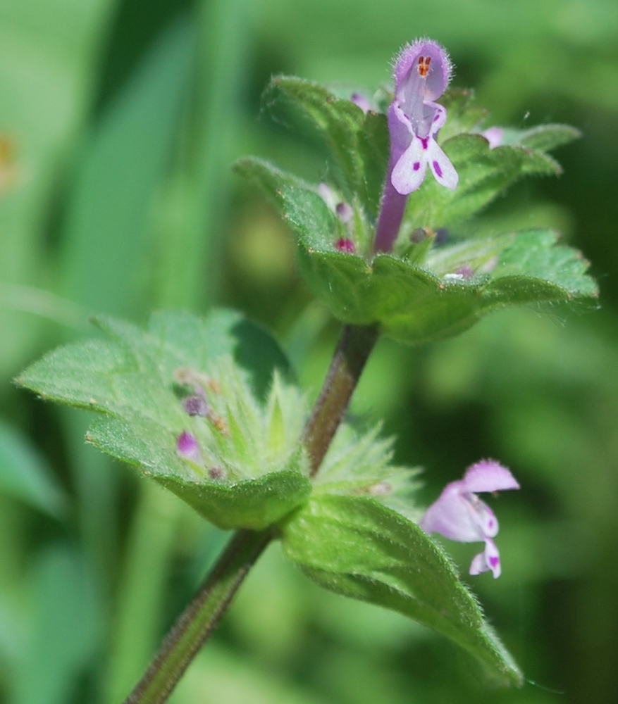 Image of Lamium amplexicaule specimen.