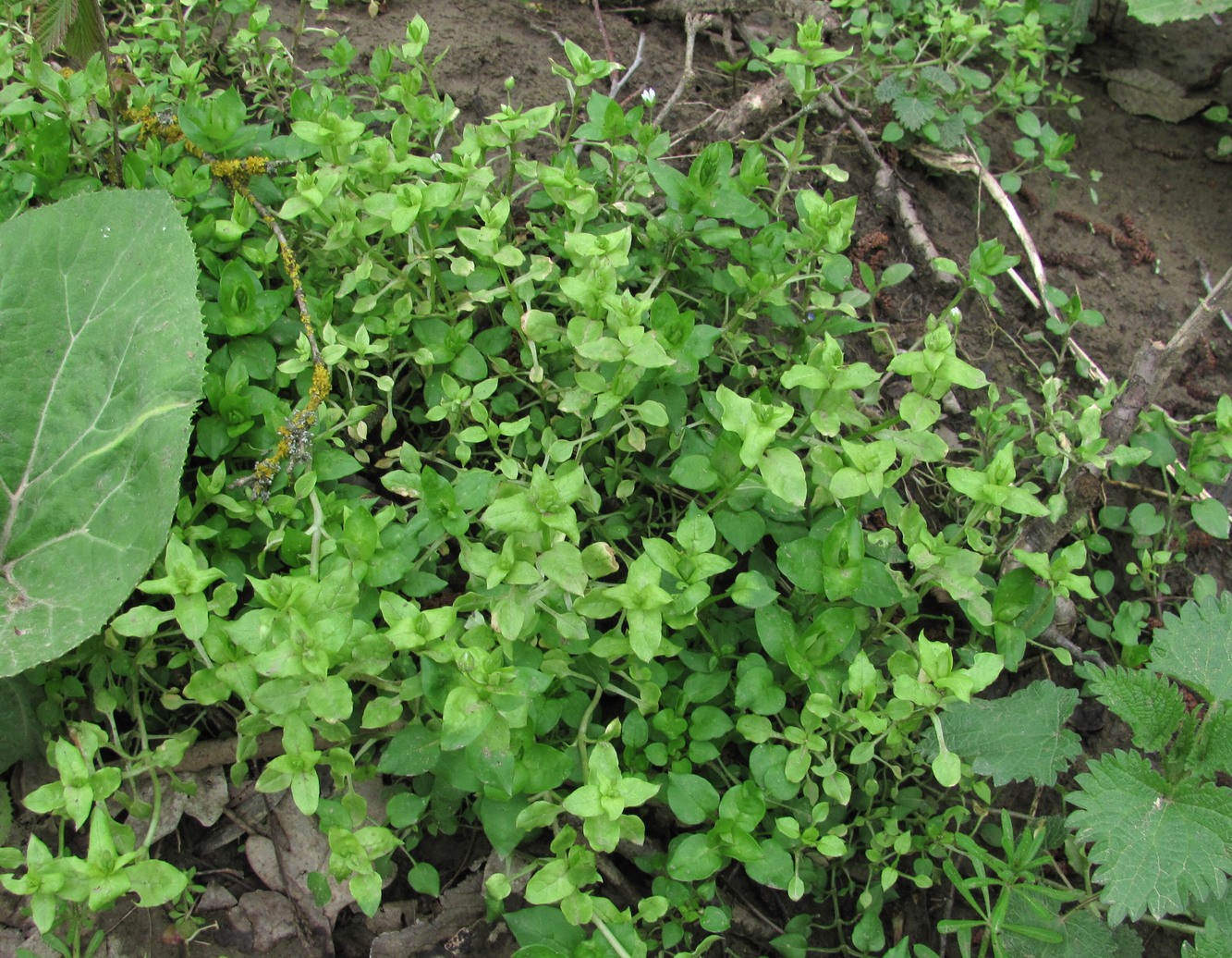 Изображение особи Stellaria neglecta.