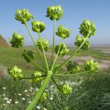 Pastinaca clausii. Соплодие с незрелыми плодами. Краснодарский край, м/о Анапа, окр. станицы Благовещенская, Витязевский лиман, песчано-глиняный холм. 14.05.2016.
