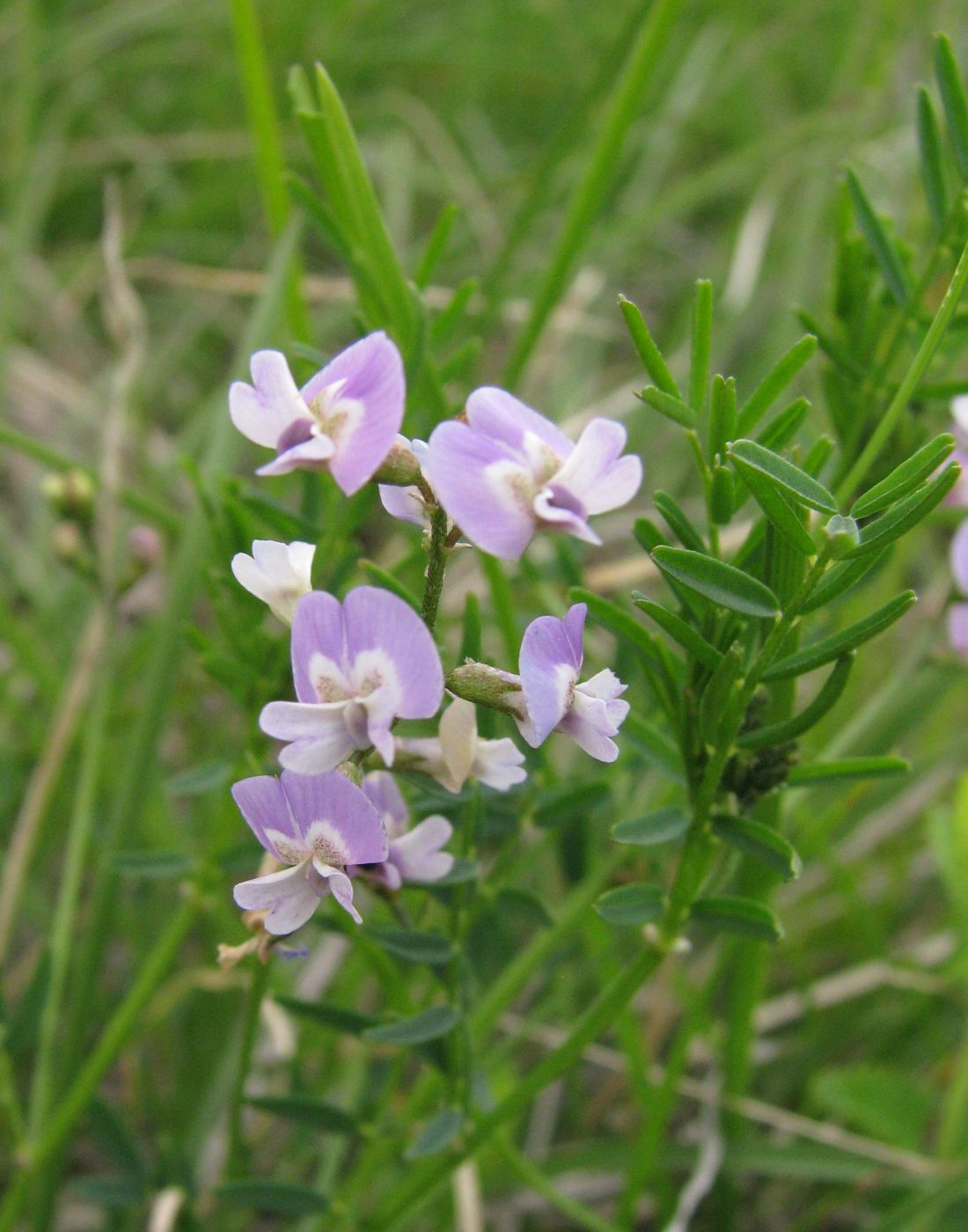 Изображение особи Astragalus austriacus.