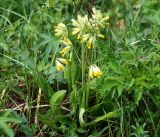 Primula veris. Цветущее растение. Московская обл., Раменский р-н, окр. ж.-д. платформы Хрипань, просека под ЛЭП. 23.05.2016.