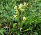 Primula veris