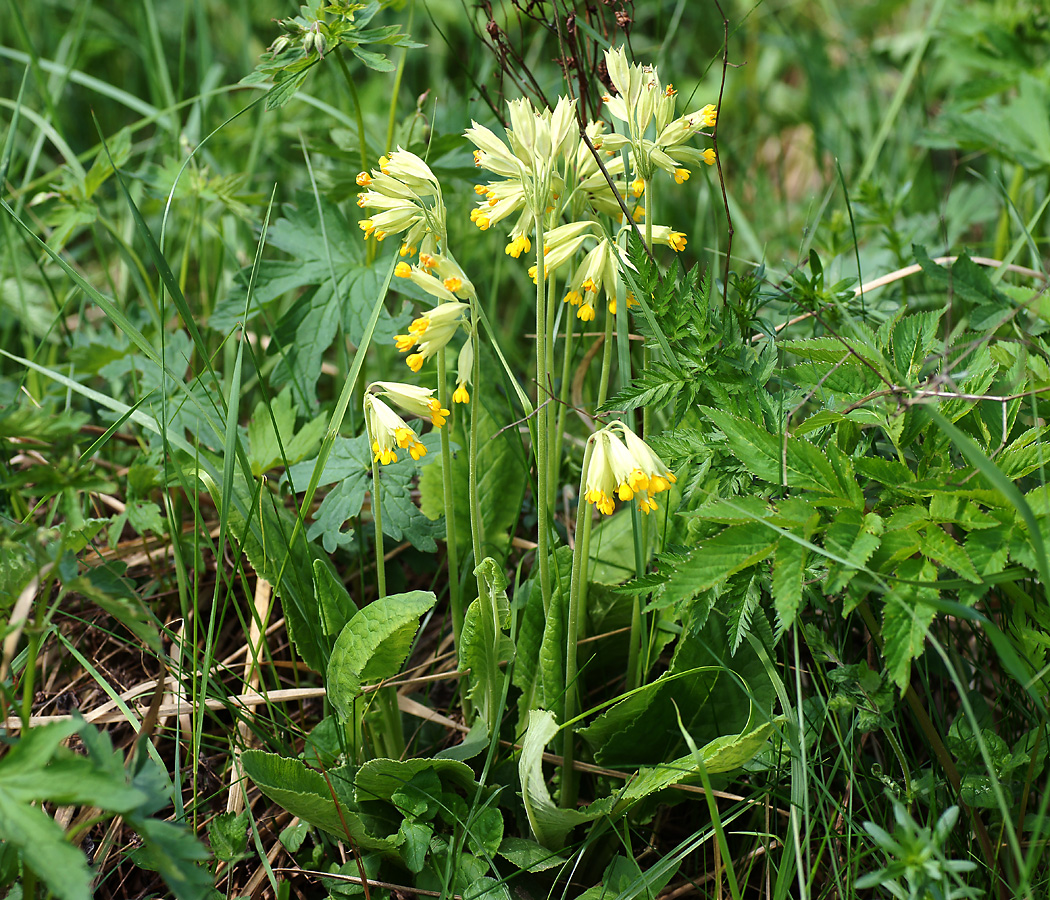 Image of Primula veris specimen.