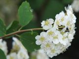 Spiraea × vanhouttei. Соцветие. Санкт-Петербург. 13.06.2009.