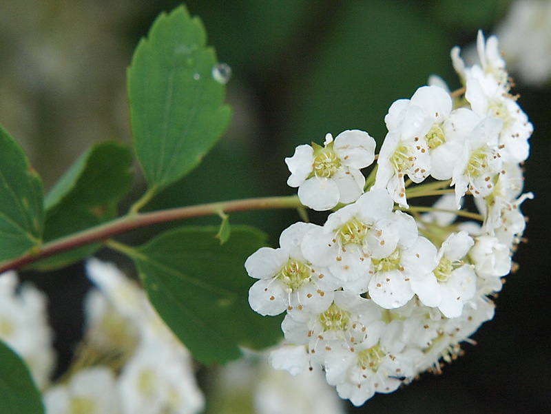 Изображение особи Spiraea &times; vanhouttei.