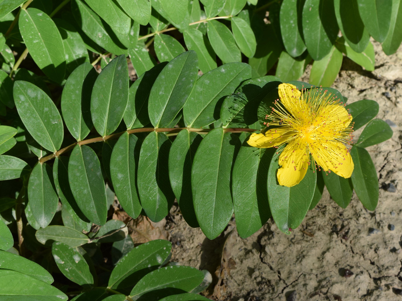 Изображение особи Hypericum calycinum.