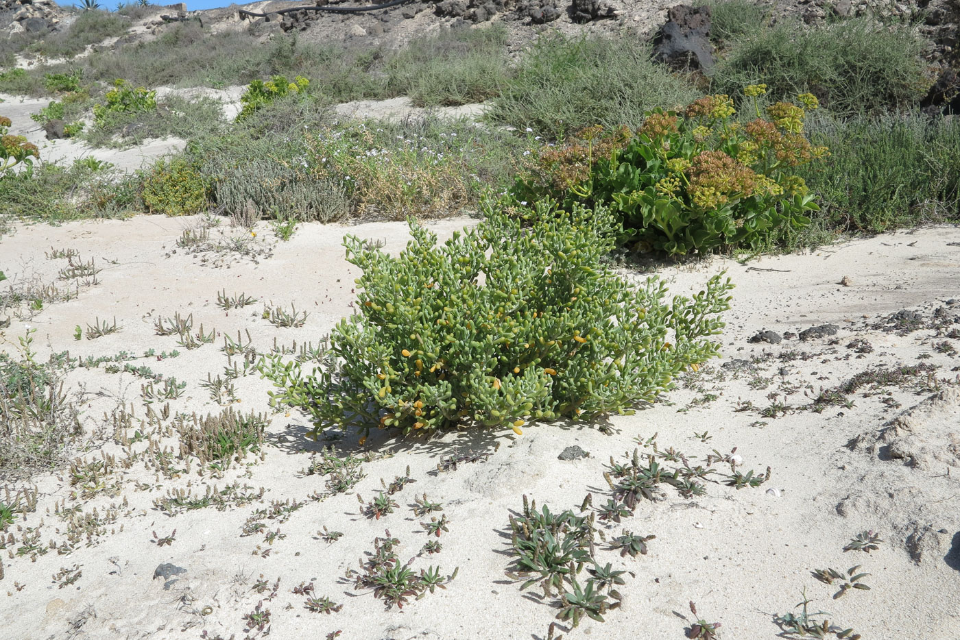 Изображение особи Tetraena fontanesii.