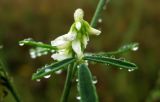 Melilotus albus. Верхушка соцветия в каплях дождя. Московская обл., г. Звенигород, разнотравный луг на левом берегу Москвы-реки. 06.09.2015.