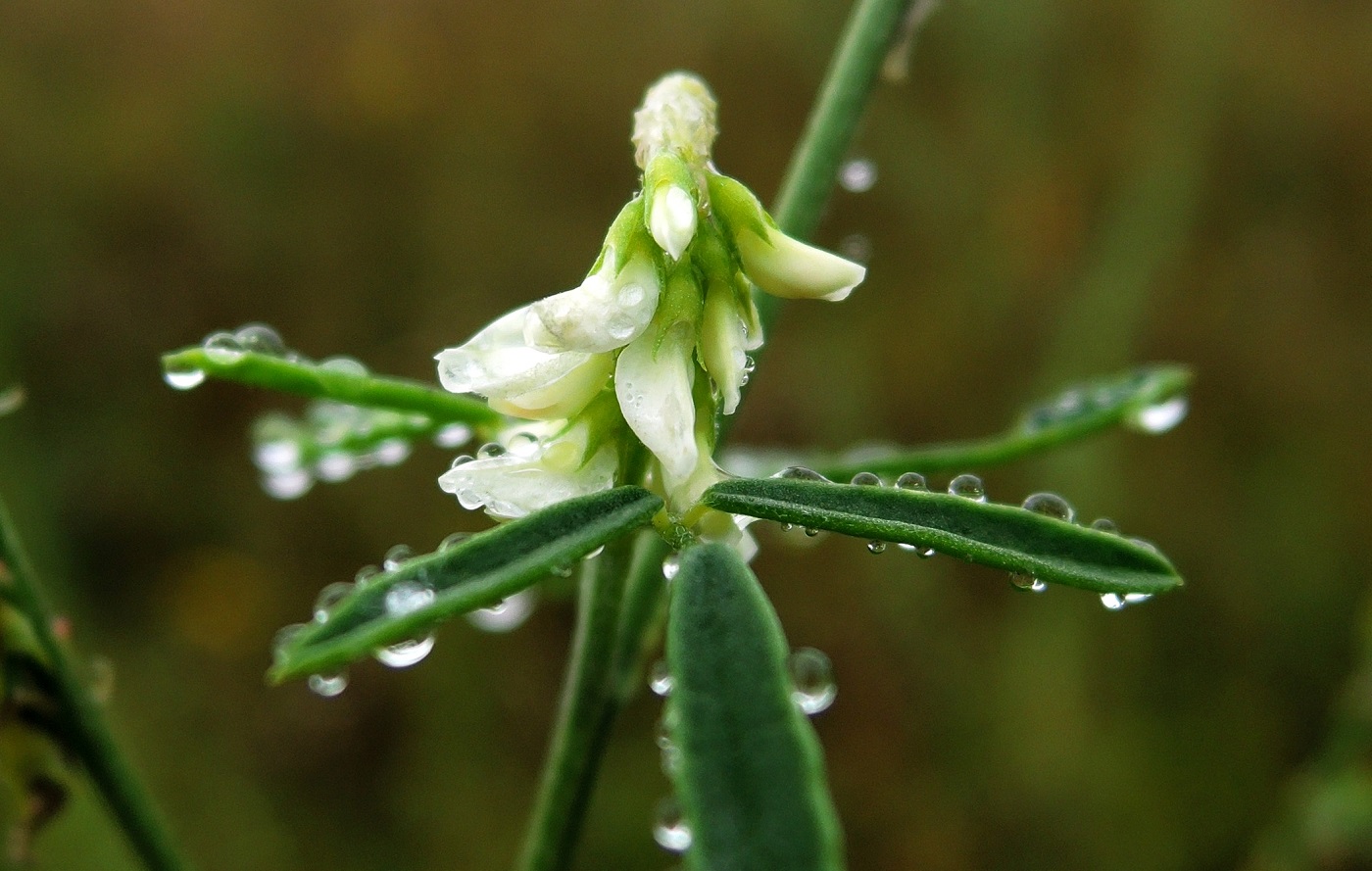 Image of Melilotus albus specimen.