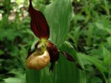 Cypripedium × microsaccos. Цветок. Приморье, окр. г. Находка, смешанный лес. 28.05.2016.