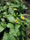 Galinsoga quadriradiata