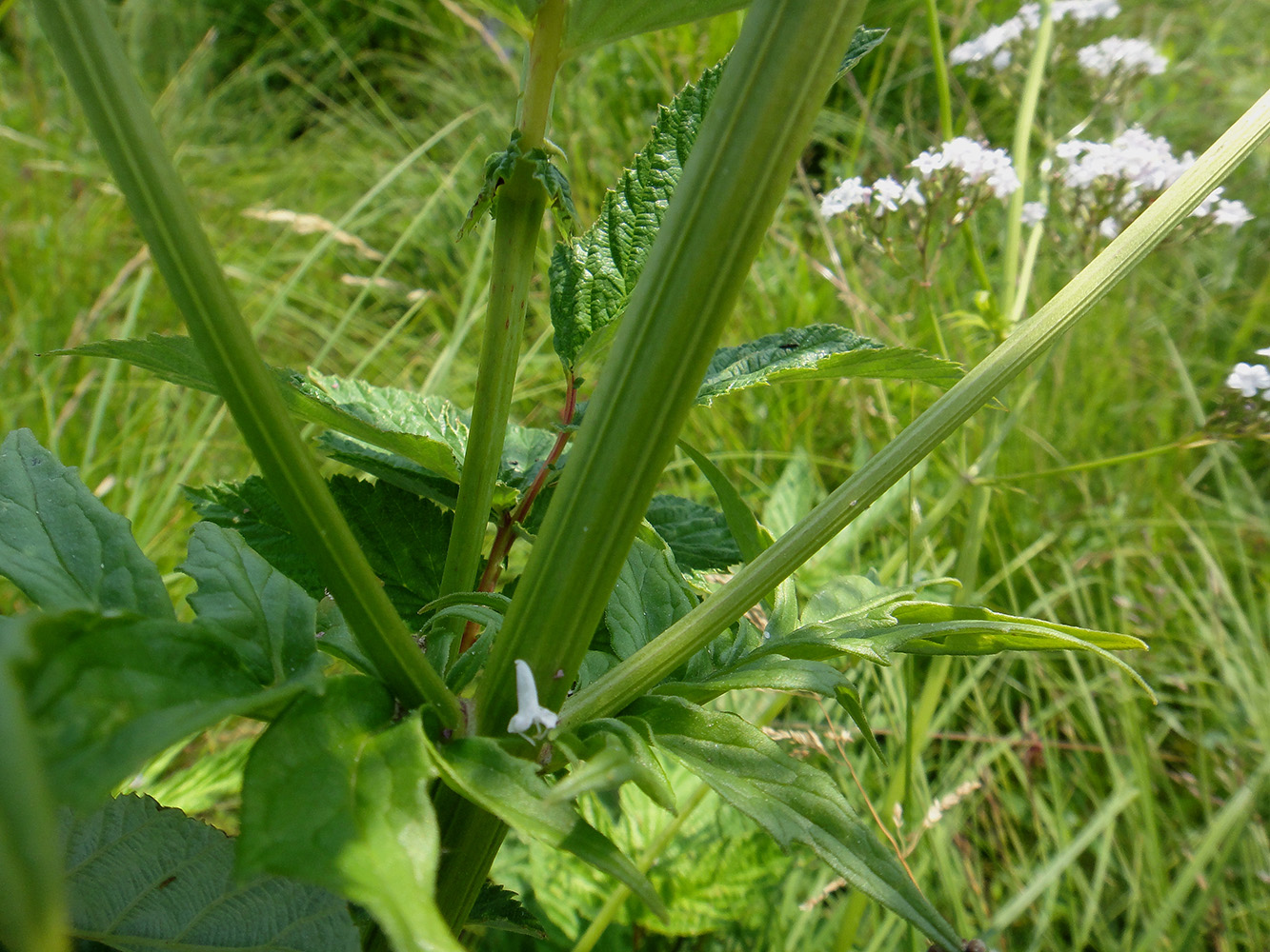 Изображение особи род Valeriana.