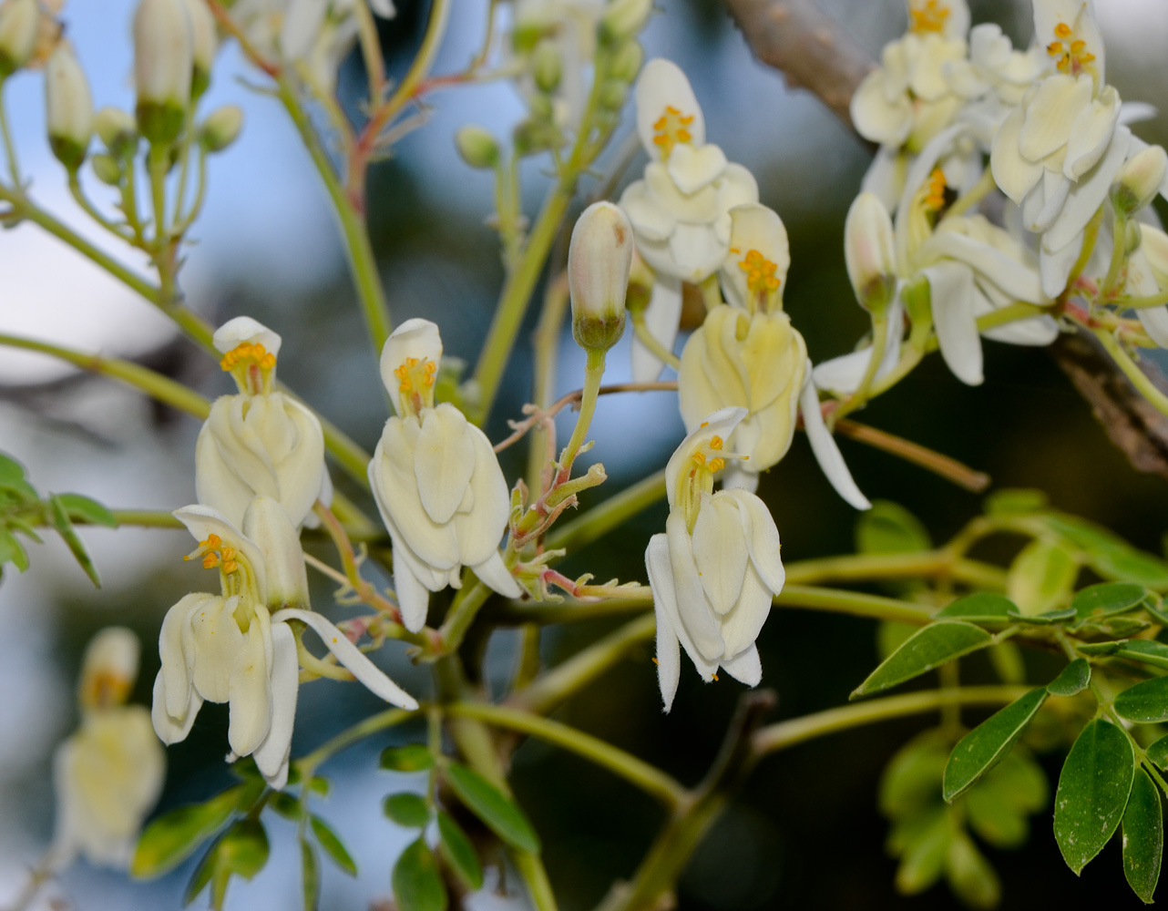 Изображение особи Moringa oleifera.