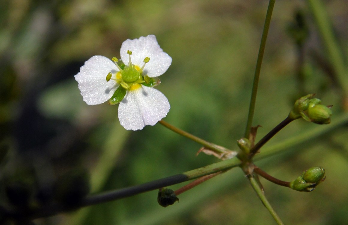 Image of Alisma plantago-aquatica specimen.